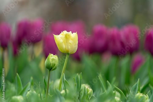 Spring coloful tulip bulb flower field isolated