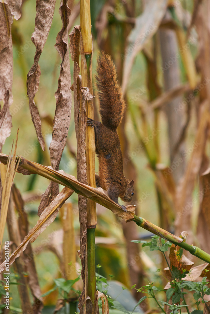 Beautiful squirrel walking among vegetation in search of food