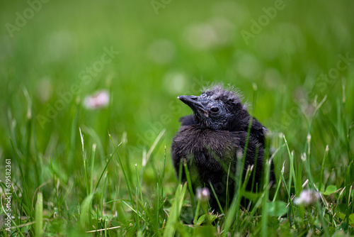 Young Brewer's Blackbird (Euphagus cyanocephalus) Dropped from Its Nest photo
