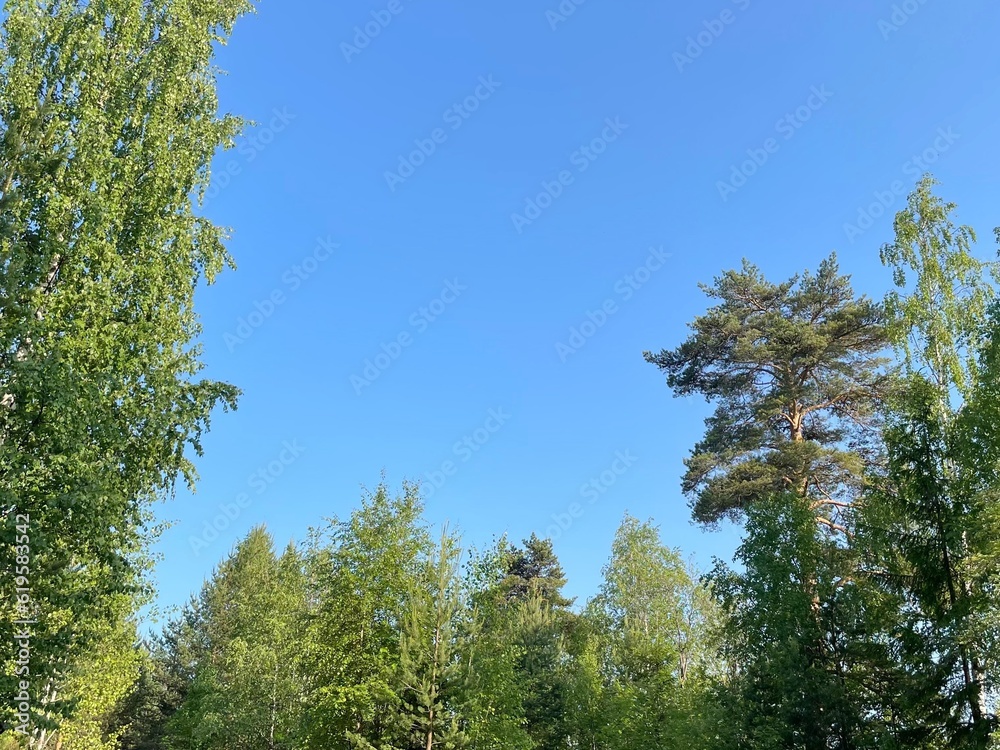 crown of tree against cloudless blue sky at summer day in forest. Bottom view of trees. copy space for text about ecology, nature, botany crown of tree against cloudless blue sky at summer day in forest. Bottom view of trees. copy space for text about ecology, nature, botany
