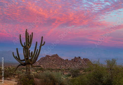 Old Saguaro Cactus At Sunset Time In Arizona