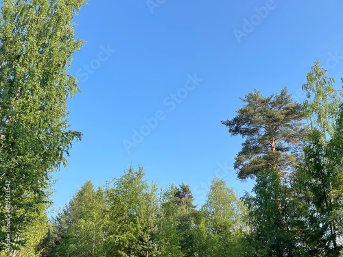 crown of tree against cloudless blue sky at summer day in forest. Bottom view of trees. copy space for text about ecology  nature  botany
