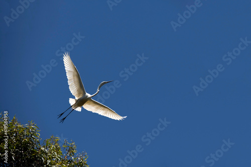 Great Egret (Ardea alba) © Tara