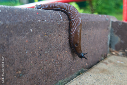 Brown slug crawling up the stairs, close-up