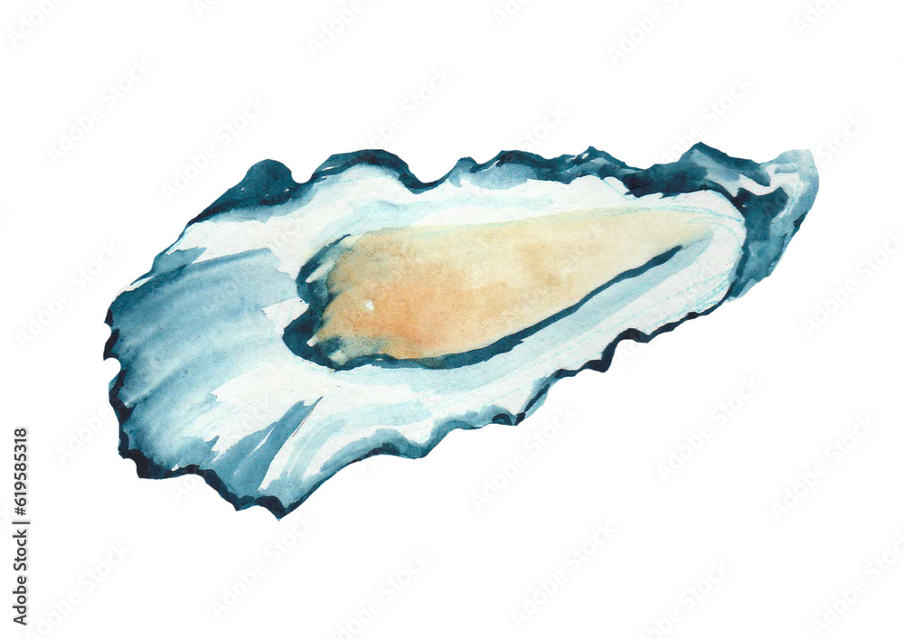 Watercolor oyster, isolated on white 