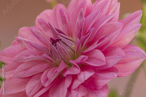 close up of a fuchsia dahlia flower