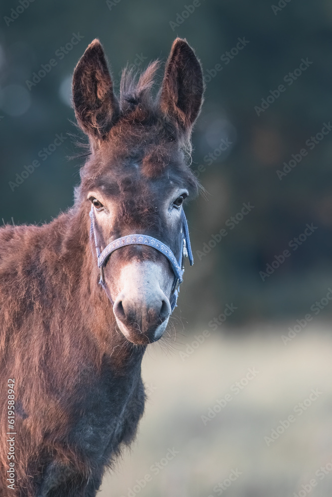 portrait of a donkey in the field portrait of a donkey in the field
