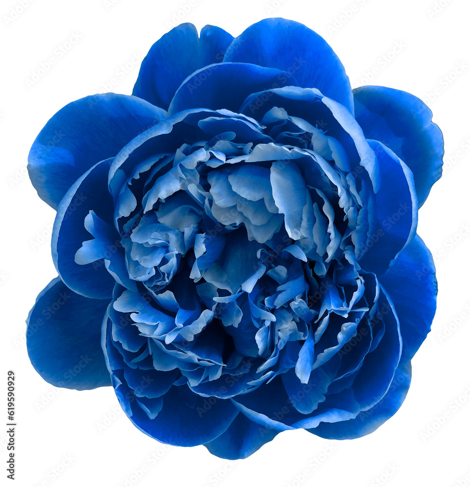 Obraz premium blue peony flower