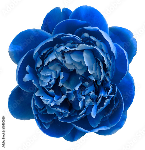 Wallpaper Mural blue peony flower Torontodigital.ca