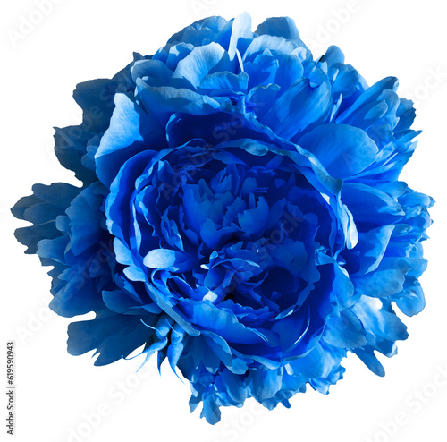 Wallpaper Mural blue peony flower Torontodigital.ca