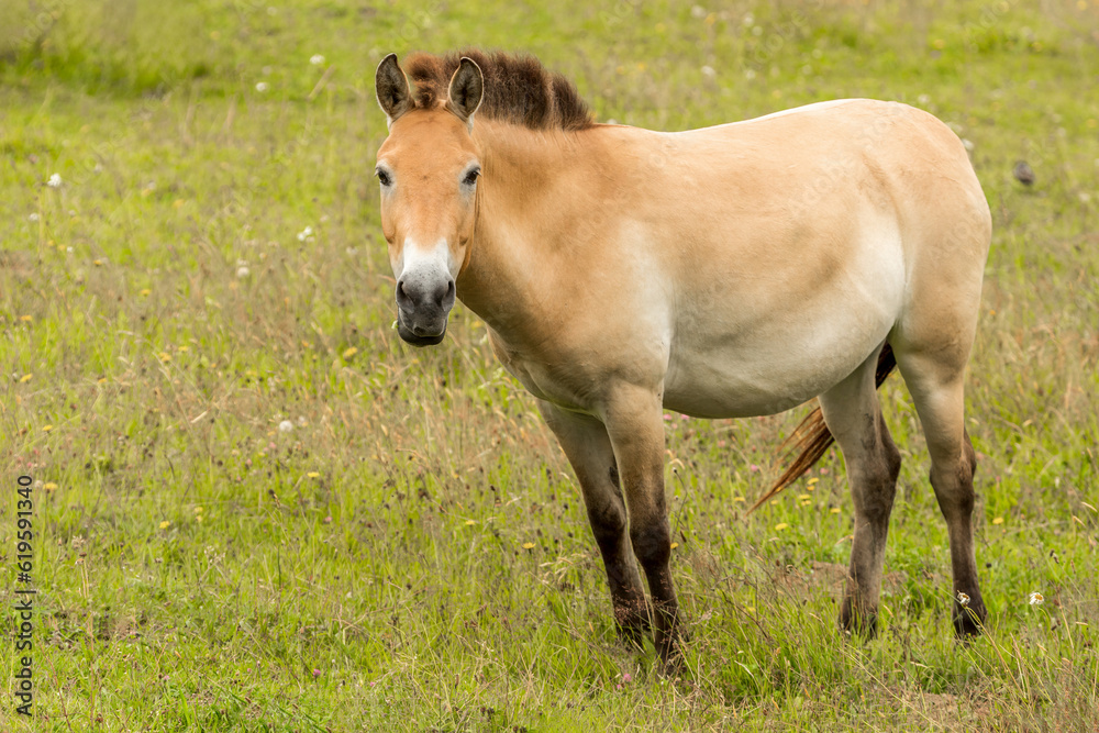 Portrait of a Przewalski horse on a pasture in summer outdoors