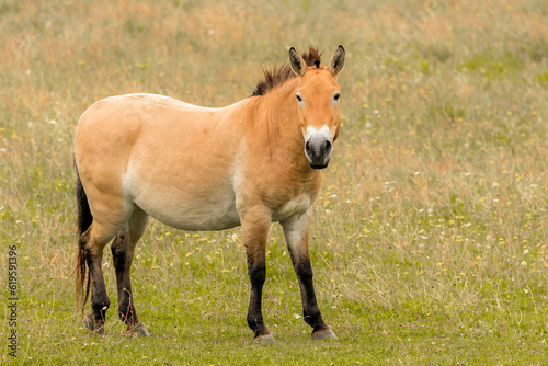 Portrait of a Przewalski horse on a pasture in summer outdoors