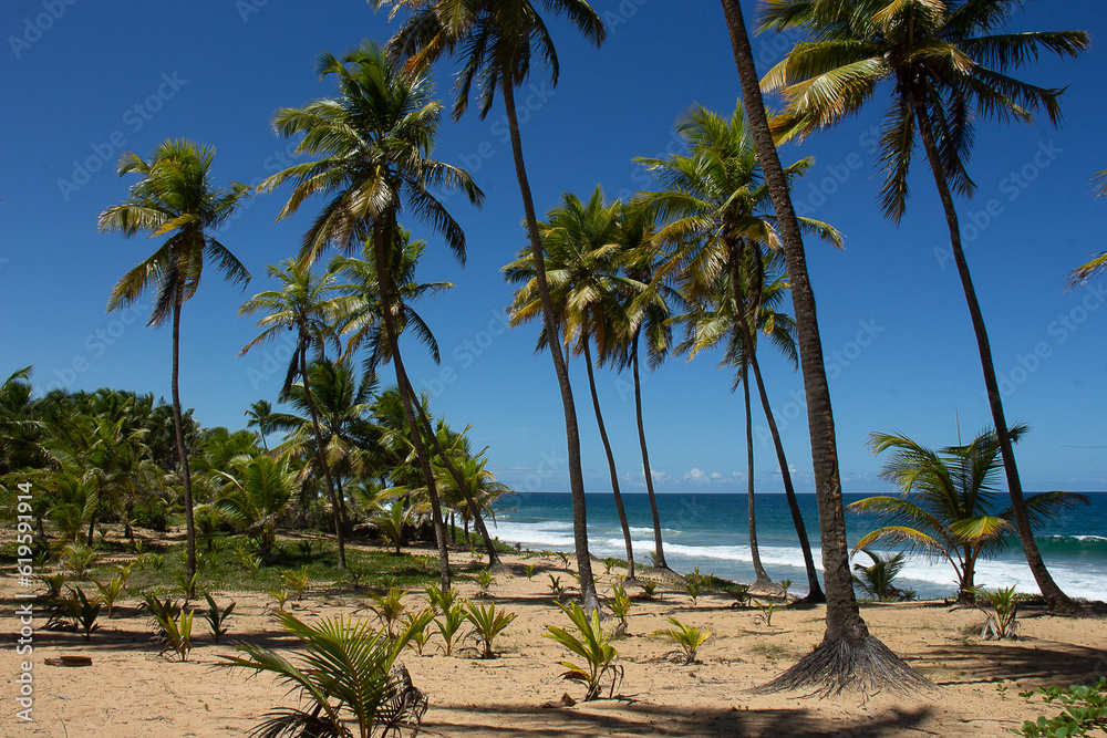 beautiful tropical landscape full of coconut trees near the sea