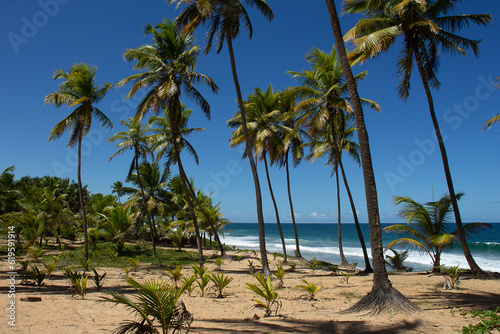 beautiful tropical landscape full of coconut trees near the sea