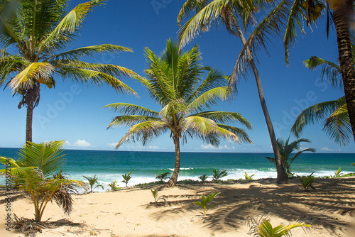 beautiful tropical landscape full of coconut trees near the sea