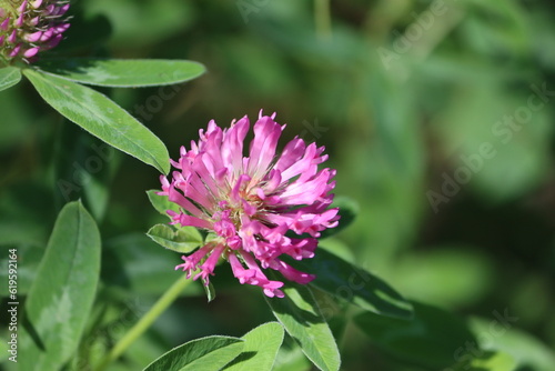 Sweden. Trifolium pratense  red clover  is a herbaceous species of flowering plant in the bean family Fabaceae  native to Europe  Western Asia