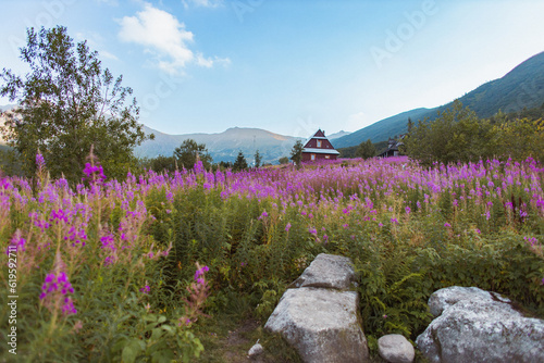 Summer landscape in Tatra mountains. Poland colorful flowers and cottages in Gasienicowa valley (Hala Gasienicowa)