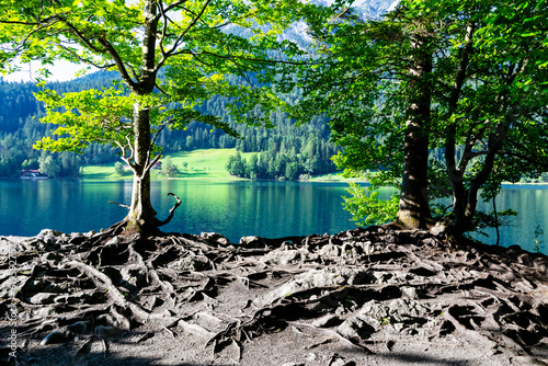 A landscape with two trees with large root system on the ground surface in the foreground on a lake shore in mountains. Hintersteiner lake in Scheffau am wilden Kaiser, Austria photo