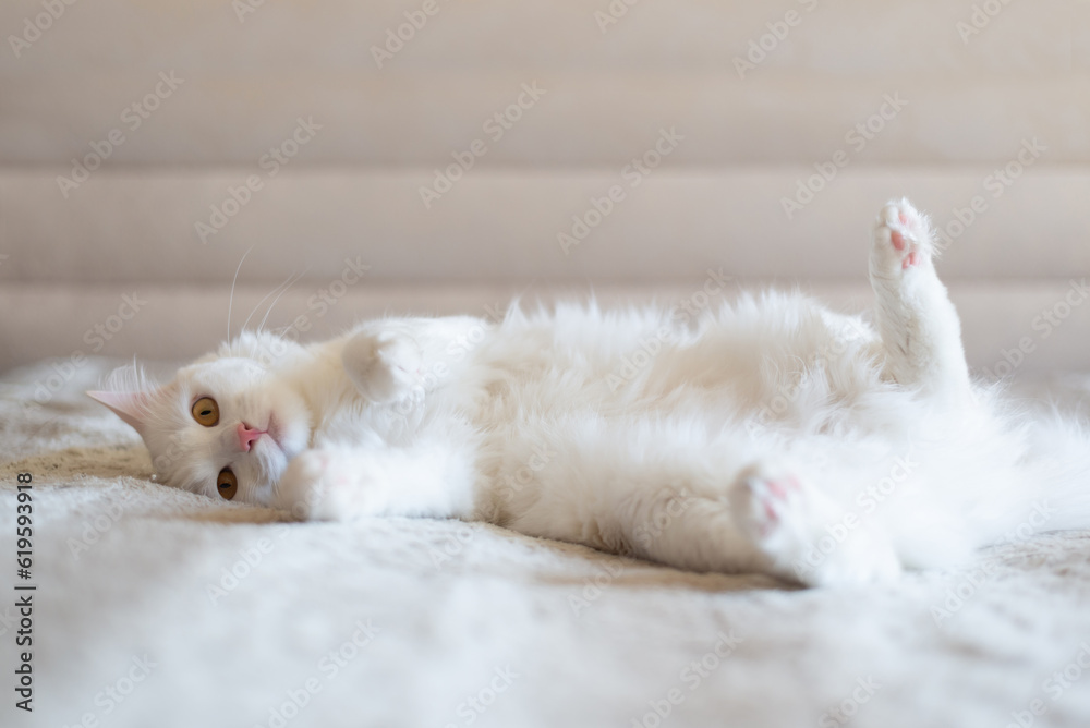 Obraz premium White cat sleeping upside down on a sofa at home. Happy cat relaxing in a house.