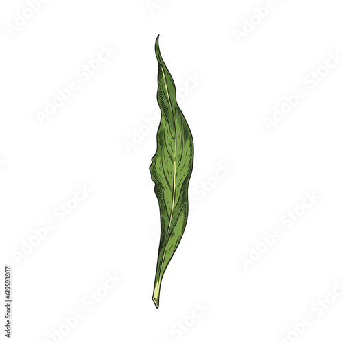 Hand drawn bay leaf, full color vector realistic sketch illustration of bay leaves isolated on white background, Herbs and spices concept