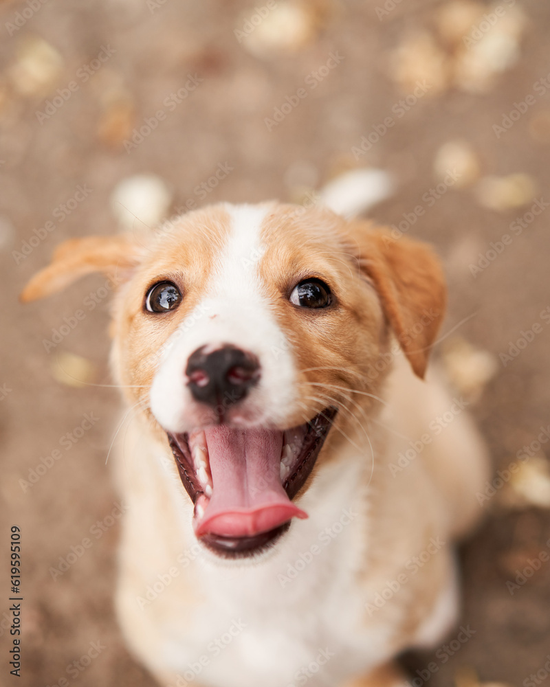 cute puppy portrait. dog smiling. Pet in nature cute puppy portrait. dog smiling. Pet in nature