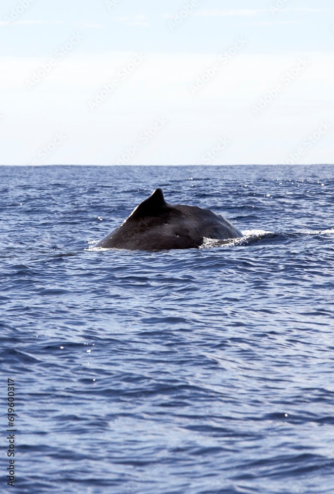 Fototapeta premium View of whale in La Reunion