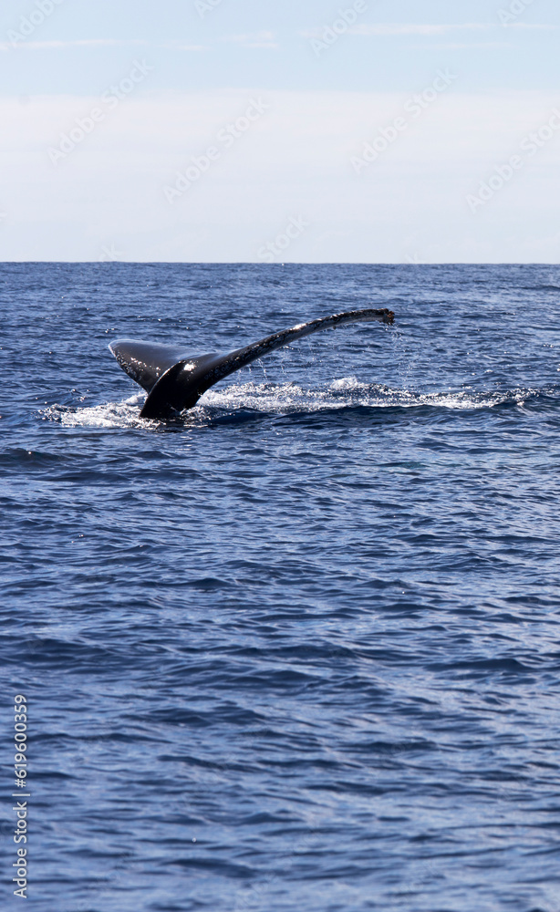 Fototapeta premium View of whale in La Reunion