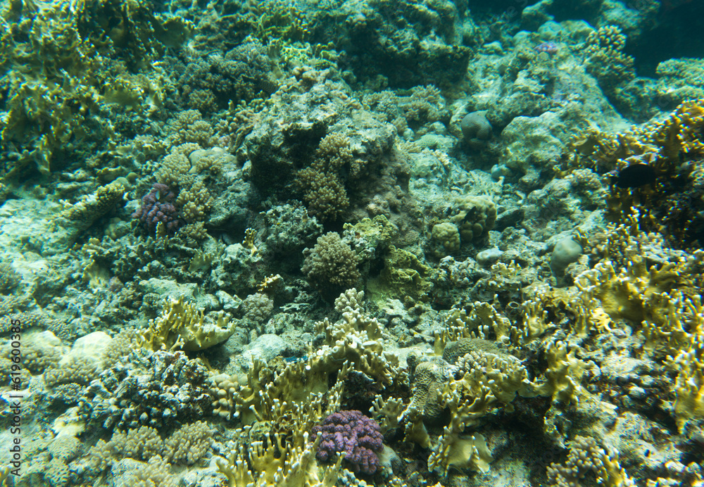 View of coral reef in Sharm El Sheik View of coral reef in Sharm El Sheik