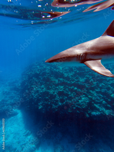 A close view of shark