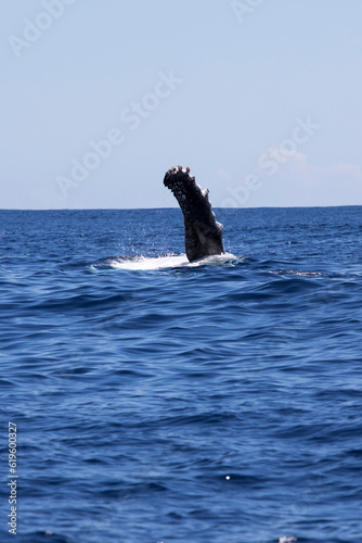 View of whale in La Reunion © mauriziobiso