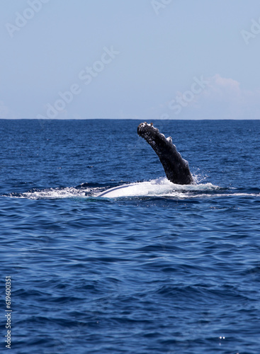View of whale in La Reunion