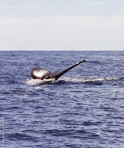View of whale in La Reunion