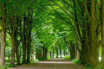 Fotobehang Groen Spring landscape with pathway through the wood, Young green leaves on the tree, Rows of big trees trunks along the walkways, Amsterdamse Bos (Forest) A park in Amstelveen and Amsterdam, Netherlands.  © Sarawut