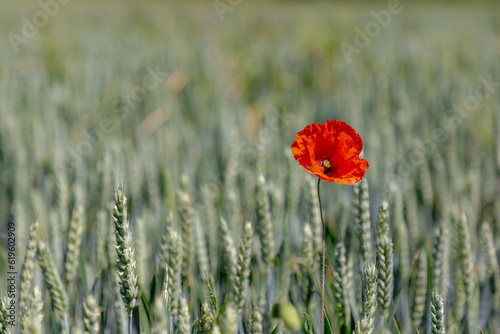One red poppies flower growing in between rye grain on the field, Young green ears of wheat in the farmland, Poppy is a flowering plant in the subfamily of the Papaveraceae, Nature floral background.