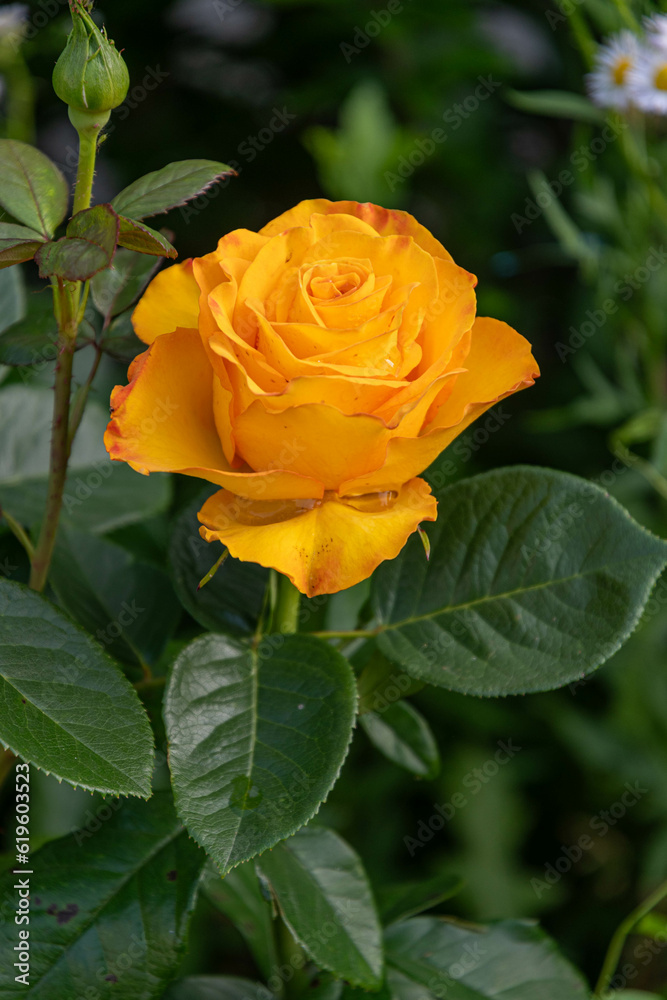Yellow rose in the garden on a summer day. Yellow rose in the garden on a summer day.