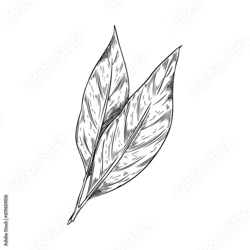 Hand drawn bay leaf plant, monochrome sketch vector illustration isolated on white background.