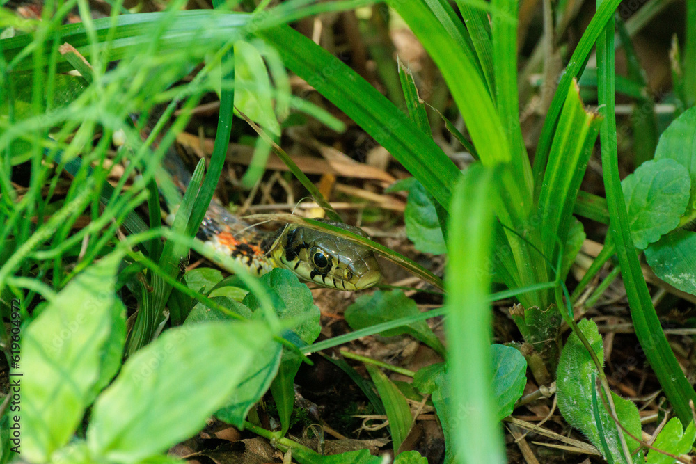 茂みに潜むヤマカガシ 茂みに潜むヤマカガシ