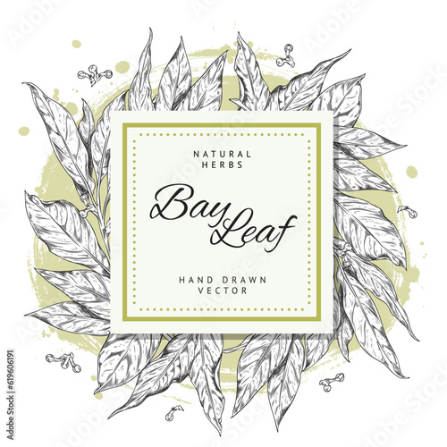 Bay leaf banner with square space for text, hand drawn sketch vector illustration on white background.
