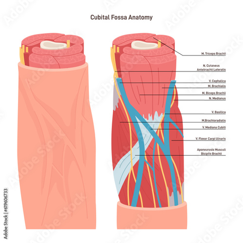 Cubital fossa anatomy. Triangular-shaped depression, located between photo