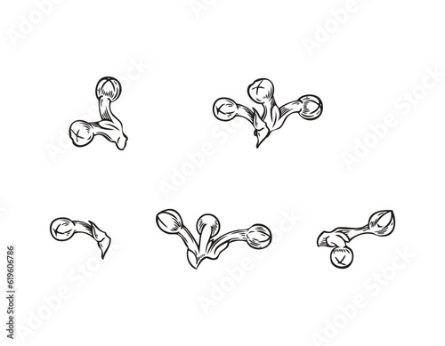 Bay leaf seeds growing, hand drawn sketch vector illustration isolated on white background.