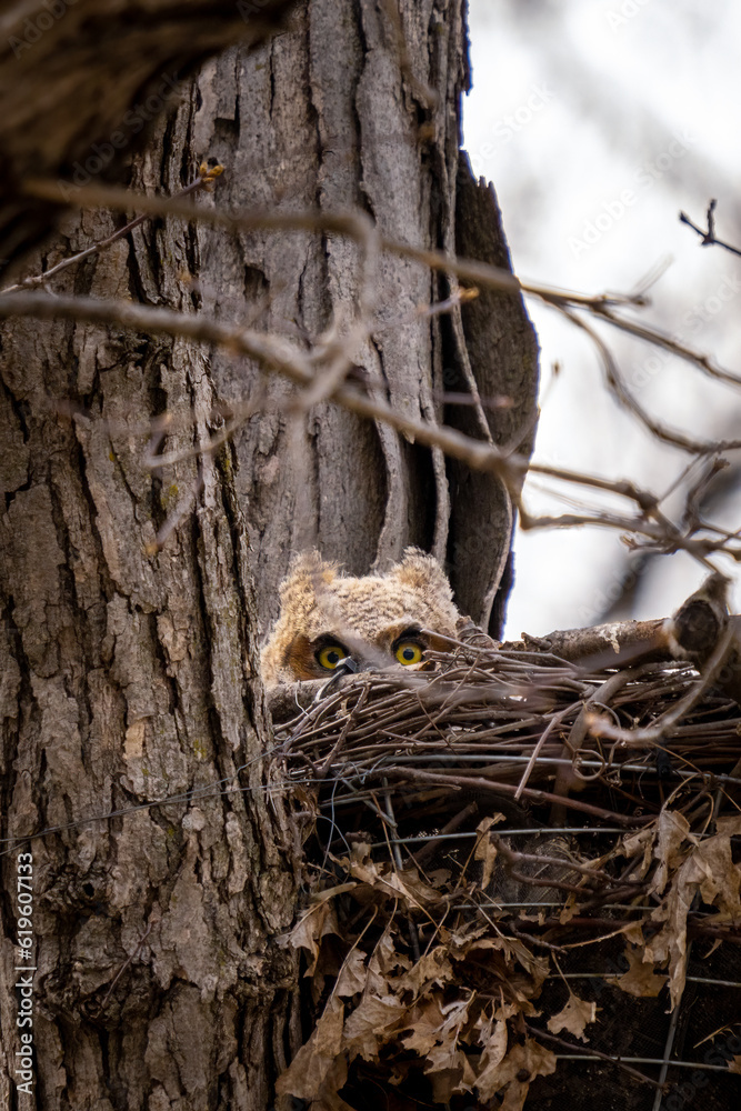 Owlet peeking from a treetop nest Owlet peeking from a treetop nest