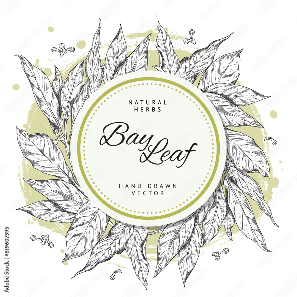 Bay leaf hand drawn banner with space for text, sketch vector illustration isolated on white background. Bay leaf hand drawn banner with space for text, sketch vector illustration isolated on white background.