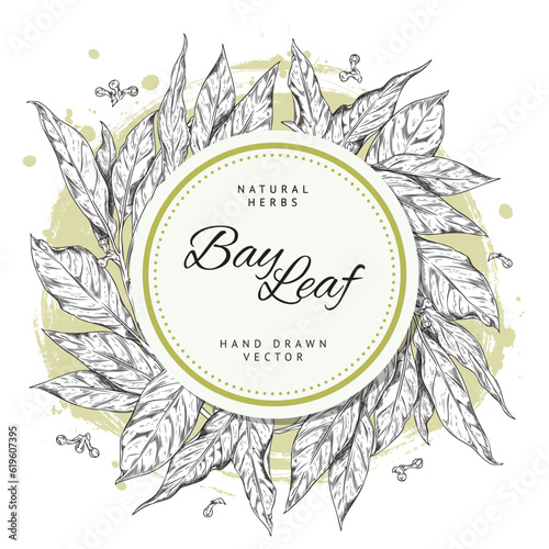 Bay leaf hand drawn banner with space for text, sketch vector illustration isolated on white background.