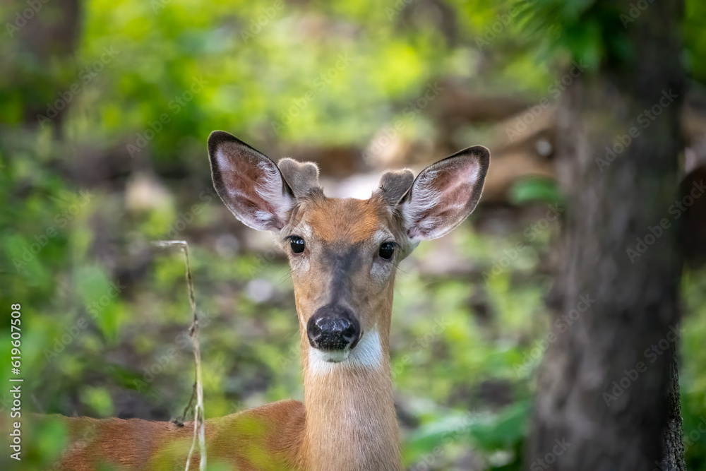 portrait of a young male deer