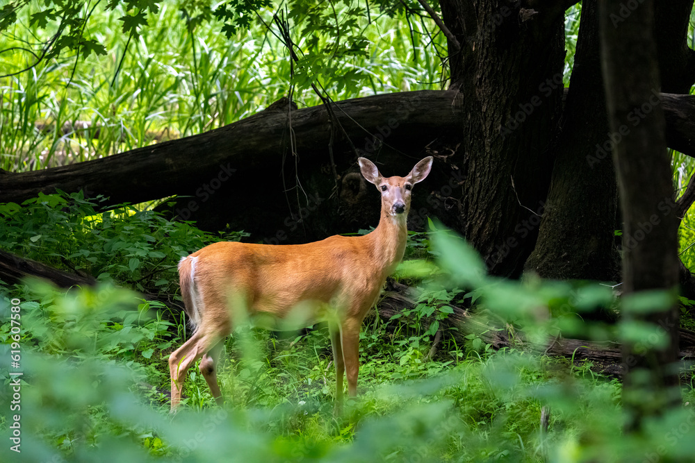 female deer in the woods