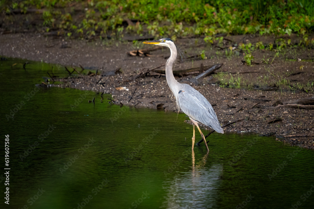 great blue heron wading into the river to fish