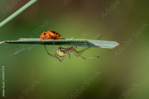 The spider and its victim. A spider sits on the underside of a leaf. At the top of the leaf is the larva of a ladybird. The larva has no idea of ​​the danger.