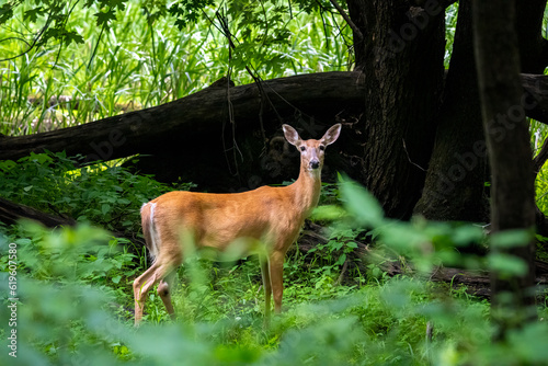 female deer in the woods