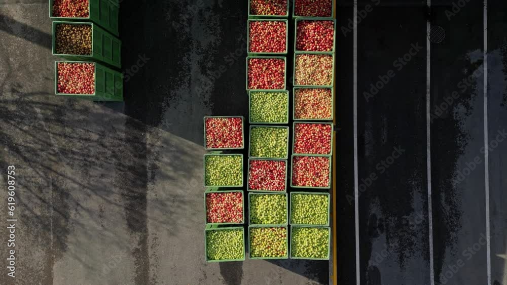 Various colored apples seen from a bird's eye view. Apples placed in large boxes arranged in a row. Agriculture. Apple harvest. Crates of apples