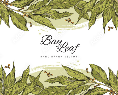 Hand drawn bay leaves seamless border, banner with text, sketch vector illustration on white background.